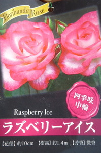 即決1098円N♪四季咲中輪バラ苗ラズベリーアイス