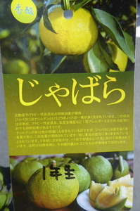 即決1705円♪柑橘系果樹苗じゃばら・ジャバラ 1年生株