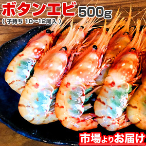 子持ち ボタンエビ 500ｇ 12尾前後 ぼたんえび 北海道 海老 ぼたん海老 えび エビ 刺身 造り 生冷凍 贈り物 年末年始 お歳暮 年末 お正月