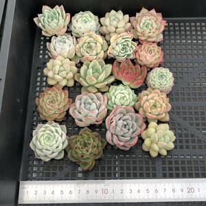 * Top　エケベリア20個 1227-OA21 多肉植物 カット　雑交　