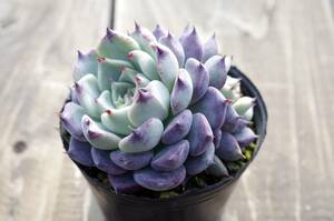 【人気種】エケベリア 沙羅姫牡丹 サラヒメボタン Echeveria 'Sara-Himebotan' 多肉植物 自家繁殖苗 花芽つき