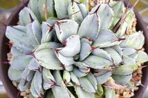 【レア種】アガベ パリー トランカータ 'ベッドオブネイルズ' Agave parryi var. truncata 'Bed of Nails' 自家繁殖苗 ※宅急便のみ_画像7