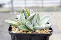 【レア種】アガベ パリー トランカータ 'ベッドオブネイルズ' Agave parryi var. truncata 'Bed of Nails' 自家繁殖苗 ※宅急便のみ_画像3