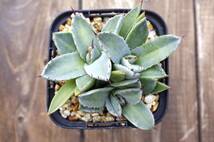 【レア種】アガベ パリー トランカータ 'ベッドオブネイルズ' Agave parryi var. truncata 'Bed of Nails' 自家繁殖苗 ※宅急便のみ_画像1