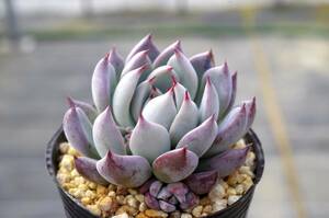 【極上品】エケベリア ミックスベリア 青鬼 Echeveria 'Ao-oni' 多肉植物 おらいさん 自家繁殖苗 ※宅急便のみ