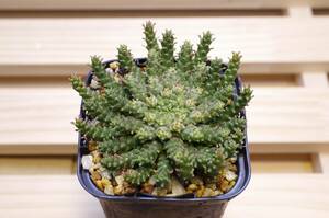 【2022年実生・短腕選抜】ユーフォルビア ゴルゴニス 金輪際 Euphorbia gorgonis 有望株 自家採取の種子から