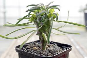 【人気種】ユーフォルビア クランディスティナ 実生 ’逆鱗竜’ Euphorbia clandestina 多肉植物 自家繁殖苗