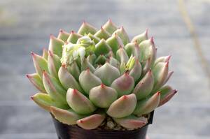 【優型】エケベリア オウンスロー × 沙羅姫牡丹 Echeveria 'Onslow' × 'サラヒメ' 多肉植物 自家繁殖苗 充実株