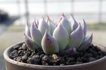 【極上品】エケベリア ミックスベリア 青鬼 Echeveria 'Ao-oni' 多肉植物 おらいさん 自家繁殖苗 ※宅急便のみ_画像6