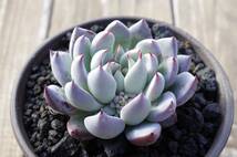 【極上品】エケベリア ミックスベリア 青鬼 Echeveria 'Ao-oni' 多肉植物 おらいさん 自家繁殖苗 ※宅急便のみ_画像1