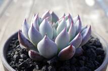 【極上品】エケベリア ミックスベリア 青鬼 Echeveria 'Ao-oni' 多肉植物 おらいさん 自家繁殖苗 ※宅急便のみ_画像3