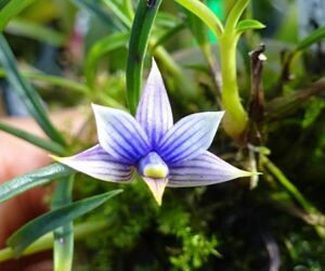 Dendrobium cyanocentrum 1 原種洋蘭 野生ラン パルダリウム 第四種郵便可