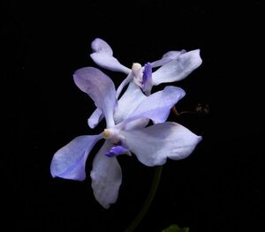 Vanda coerulea Himalayan Blue 小 希少な現地由来個体 原種洋蘭 野生ラン パルダリウム 第四種郵便可