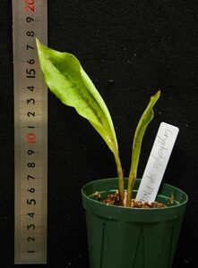 Cryptostylis sp. PNG-1 オオスズムシラン属 原種洋蘭 野生ラン 第4種郵便可