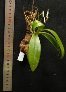 Phalaenopsis maculata 超希少な現地由来個体 原種洋蘭 野生ラン パルダリウム 第四種郵便可