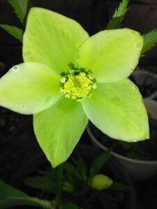 クリスマスローズ開花うすい黄緑輸入品種の交配種