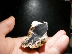 国産鉱物　茨城県　玉川　珪化木　植物の化石　良標本　定型外発送