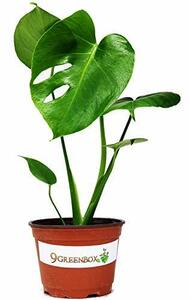 【中古】Split Leaf Philodendron 6” Pot - Monstera - Edible Fruit Tastes Like P