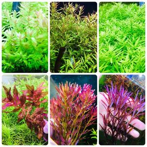 水草セット　6種類 人気ロタラ　水中葉　無農薬　無害虫