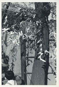  tree .... print [..16119] gelatin silver print back surface .., number 30.5×20.5