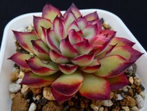 メキシコポルデンシス◆花芽あり◆ Mexican Poldensis 多肉植物 エケベリア 抜き苗_画像7