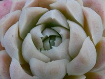 クリームローズ　Cream Rose 多肉植物 エケベリア 抜き苗_画像5