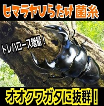 特選！ヒマラヤひらたけ菌糸カップ120ml　初令、2令幼虫専用栄養添加剤配合！　オオクワ、ニジイロ、ヒラタ、ノコギリ、シカ、フタマタに_画像8