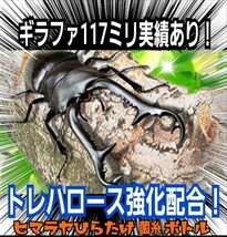 特選！最強のクワガタ用菌糸カップ120ml　初令、2令幼虫専用栄養添加剤配合！　オオクワ、ニジイロ、ヒラタ、ノコギリ、シカ、フタマタに！_画像9