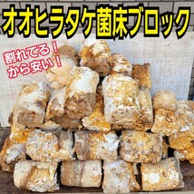 割れてる！オオヒラタケ菌床【15ブロックセット】カブトムシ幼虫の栄養強化に！マットに埋め込むだけでモリモリ食べます！タイムセール品_画像1