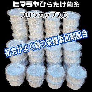 特選！ヒマラヤひらたけ菌糸カップ120ml　初令、2令幼虫専用栄養添加剤配合！　オオクワ、ニジイロ、ヒラタ、ノコギリ、シカ、フタマタに