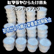 特選！最強のクワガタ用菌糸カップ120ml　初令、2令幼虫専用栄養添加剤配合！　オオクワ、ニジイロ、ヒラタ、ノコギリ、シカ、フタマタに！_画像1