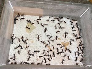 女王蟻　ミカドオオアリ女王蟻一匹と働き蟻五十匹以上のコロニー「令和6年度おまけ増量企画」