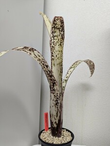 Billbergia 'Casa blanca' ビルベルギア カサブランカ タンクブロメリア