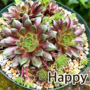 13.【Happy】Sempervivum センペルビウム 多肉植物