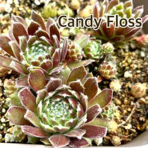 9.【Candy Floss】Sempervivum センペル センペルビウム 多肉植物