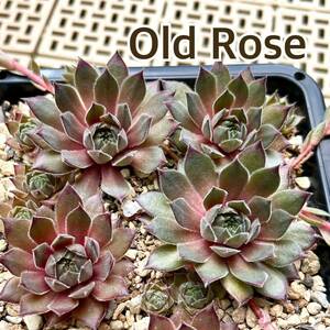 20.【Old Rose 】センペルビウム Sempervivum 多肉植物 