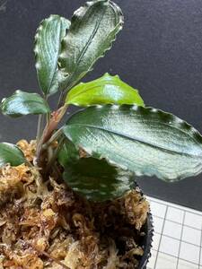 ★ブセファランドラ sp. ブラックダイヤモンド★Bucephalandra sp. Black Diamond ★ボルネオ産　タグ付き