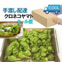 【早期予約に限り100円引き】【クール便】［にいがた魚沼］豪雪地帯 天然ふきのとう 約60粒以上 / ほろ苦い春の香り_画像2