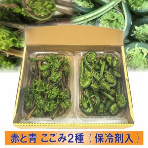 【早期予約に限り100円引】【保冷剤入り】［新潟 魚沼産］豪雪地帯の 天然 こごみ ２種 「赤」と「青」詰合せ 約300g