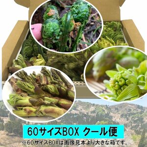 【早期予約に限り100円引】【クール便】[新潟魚沼産] 豪雪地帯の天然山菜 ３種 (タラの芽、こごみ 、ふきのとう)/ 約500ｇ