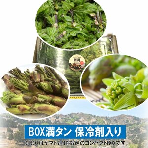 【早期予約に限り100円引】【保冷剤入り】[新潟魚沼] 豪雪地帯の 天然山菜 新3種 (コシアブラ・たらの芽・ふきのとう) BOX満タン/ 約450g