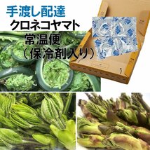 【早期予約に限り100円引】【保冷剤入り】[新潟魚沼産] 豪雪地帯 天然山菜 新々３種 (コシアブラ・たらの芽・こごみ) BOX満タン/ 計約450g_画像2