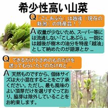 【早期予約に限り100円引】【保冷剤入り】[新潟魚沼産] 豪雪地帯 天然山菜 新々３種 (コシアブラ・たらの芽・こごみ) BOX満タン/ 計約450g_画像8