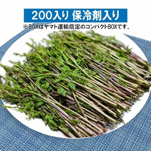 【早期予約に限り100円引】【保冷剤入り】豪雪地帯のごちそう山菜 アケビの新芽「木の芽」約200g/ 新潟では高級割烹食材