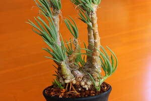 セネシオ・ラティキペス　Senecio laticipes　冬型　長期管理の良質株　セネキオ・ラティキペス　オトンナ や 塊根植物 好きな方