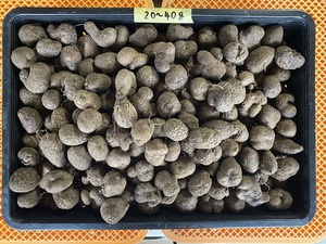紫山芋の種芋 １個４０～６０ｇサイズ　約５００g　 無農薬栽培品