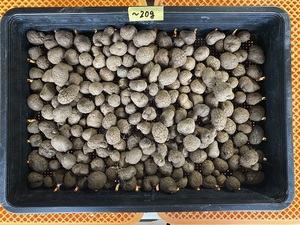 紫山芋の種芋 １個２０ｇ以下サイズ　約５００g　 無農薬栽培品