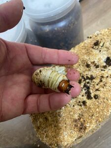 ★☆クワガタ　カブトムシ幼虫の栄養強化に抜群！高級椎茸　廃菌床ブロック10個　