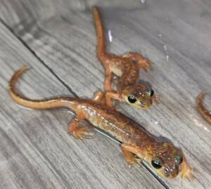 li Kia salamander [Lyciasalamandra billae.GW sale ]