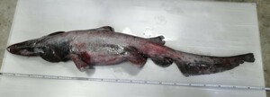 ミツクリザメ　170cm 　17kg　本土送料4480円　標本用　剥製用　素材　深海魚　海水魚　冷凍発送　希少　激レア